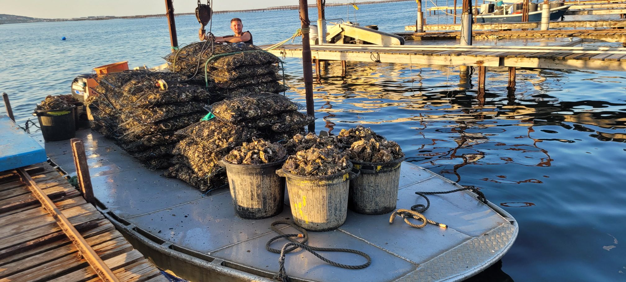 Huitres de Bouzigues