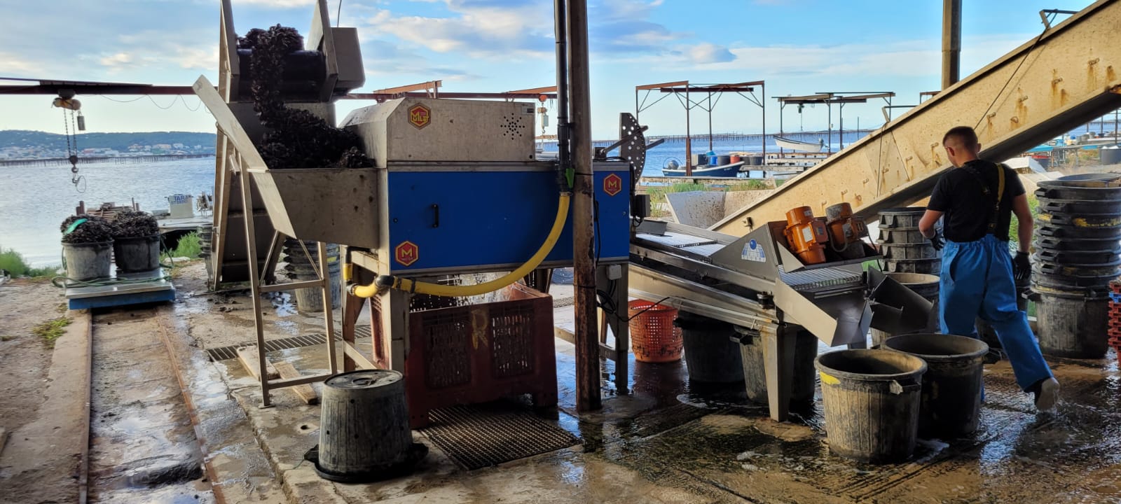 Le Détroquage des huitres de Bouzigues