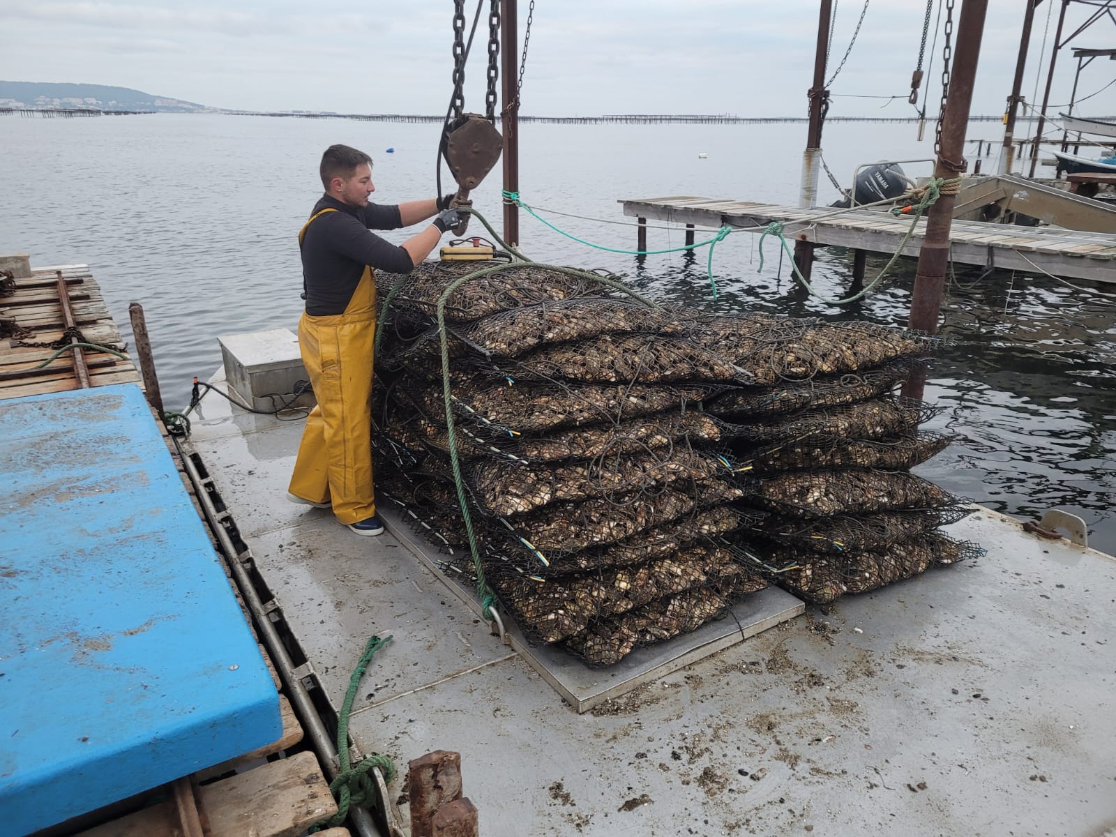 Récolte du bassin avant affinage 